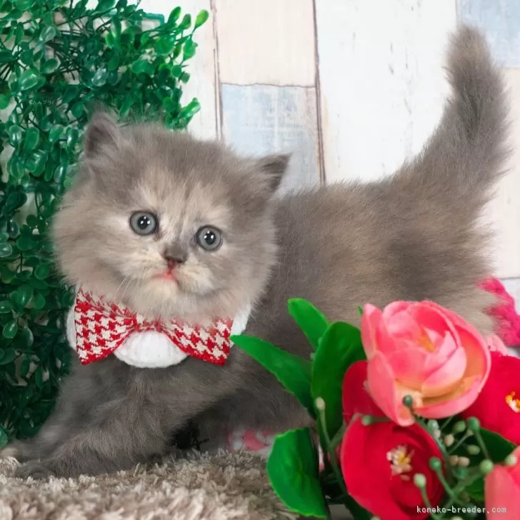 ID：2502-00431の子猫