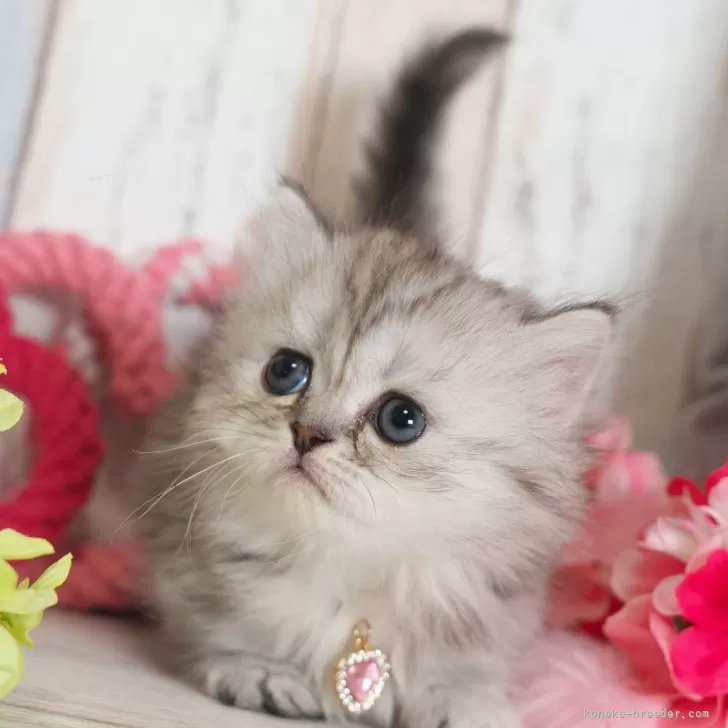 H.M 様のお迎えした子猫