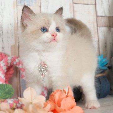 ラグドール【愛知県・男の子・2025年4月10日・シールポイントバイカラー】の写真「ふわふわでかわいい男の子✨」