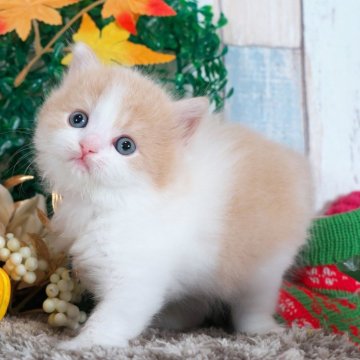 ブリティッシュロングヘア【愛知県・男の子・2025年10月22日・クリーム&ホワイト】の写真「ふわふわかわいい男の子✨」