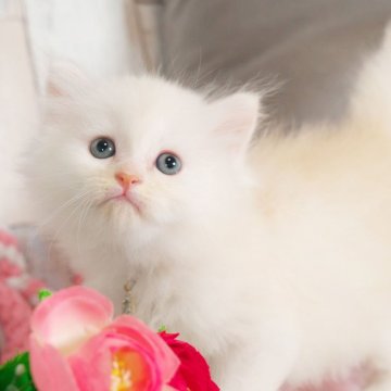 ミヌエット(長足)【愛知県・男の子・2025年1月28日・クリームカメオ】の写真「希少カラーのかわいい男の子✨」