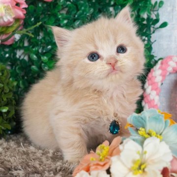 スコティッシュフォールド(立ち耳)【愛知県・男の子・2025年3月3日・クリームタビー(ロングヘア)】の写真「兄弟で唯一のロングヘアの男の子✨」