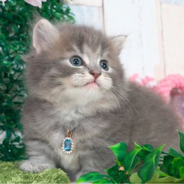 マンチカン(短足)【愛知県・男の子・2026年2月13日・ブルータビー（ロングヘア）】の写真「キョトンとしたお顔がたまらない🩷」