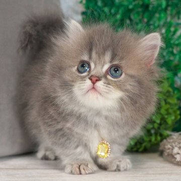 ミヌエット(短足)【愛知県・男の子・2025年4月5日・ブルータビー】の写真「ふわもこでかわいい男の子✨」