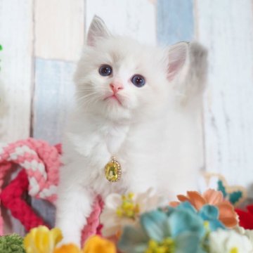 ラグドール【愛知県・男の子・2025年10月25日・ブルーリンクスポイントバイカラー】の写真「元気いっぱいの男の子✨」