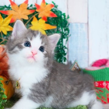 ノルウェージャンフォレストキャット【愛知県・男の子・2025年10月23日・ブルータビー&ホワイト】の写真「かわいいお顔の男の子✨」