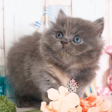 ブリティッシュロングヘア【愛知県・女の子・2025年6月24日・ブルークリーム】の写真「ふわふわかわいい女の子💕」