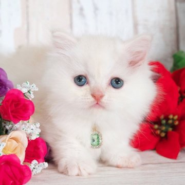 ミヌエット(短足)【愛知県・男の子・2025年10月5日・クリームカメオ】の写真「優しい色のかわいい短足ちゃん✨」