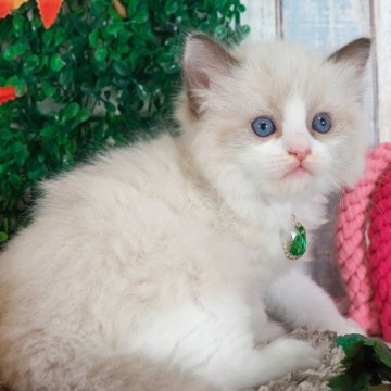 ラグドール【愛知県・男の子・2025年10月2日・シールポイントバイカラー】の写真「とってもかわいい男の子✨」
