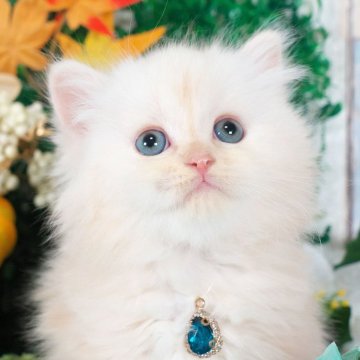 ミヌエット(長足)【愛知県・男の子・2025年10月5日・クリームカメオ】の写真「優しい色のかわいい男の子✨」