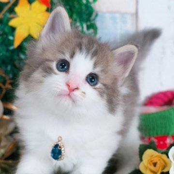 ノルウェージャンフォレストキャット【愛知県・男の子・2025年10月23日・ブルータビー&ホワイト】の写真「かわいいお顔の男の子✨」