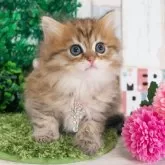 ミヌエット(長足)