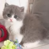ブリティッシュロングヘア