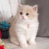 ブリティッシュロングヘア