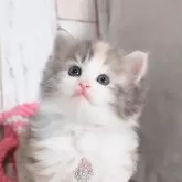 ノルウェージャンフォレストキャット