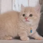 マンチカン(短足)