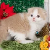 スコティッシュフォールド(折れ耳)【愛知県・男の子・2025年11月2日・クリーム&ホワイト】の写真1