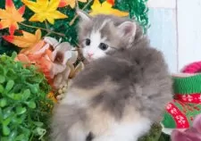 ノルウェージャンフォレストキャット【愛知県・女の子・2025年10月23日・ブルーパッチドタビー&ホワイト】の写真2