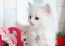 ラグドール【愛知県・女の子・2025年10月25日・ブルーリンクスポイントバイカラー】の写真2