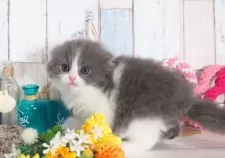 スコティッシュフォールド(折れ耳)【愛知県・男の子・2025年7月2日・ブルー&ホワイト】の写真2