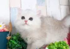 ミヌエット(長足)【愛知県・男の子・2025年7月9日・シェーデッドシルバー】の写真2