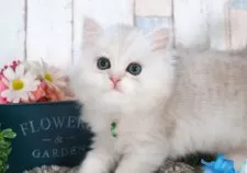 ミヌエット(長足)【愛知県・男の子・2025年7月9日・シェーデッドシルバー】の写真3