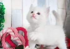 ラグドール【愛知県・女の子・2025年10月25日・ブルーリンクスポイントバイカラー】の写真3