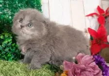 スコティッシュフォールド(折れ耳)【愛知県・女の子・2025年11月2日・ブルークリーム】の写真4