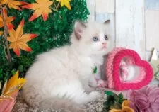 ラグドール【愛知県・男の子・2025年10月2日・シールポイントバイカラー】の写真4