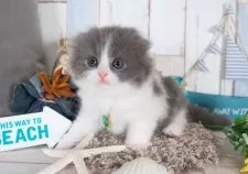 スコティッシュフォールド(折れ耳)【愛知県・男の子・2025年7月2日・ブルー&ホワイト】の写真4