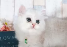 ミヌエット(長足)【愛知県・男の子・2025年7月9日・シェーデッドシルバー】の写真4