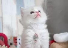 ラグドール【愛知県・女の子・2025年10月25日・ブルーリンクスポイントバイカラー】の写真4