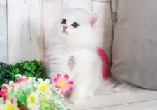 ミヌエット(長足)【愛知県・男の子・2025年7月9日・シェーデッドシルバー】の写真4