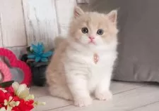 ブリティッシュロングヘア【愛知県・男の子・2025年5月2日・クリームタビー&ホワイト】の写真5