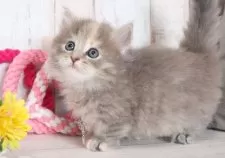 マンチカン(短足)【愛知県・女の子・2025年6月16日・ブルーパッチドタビー】の写真5