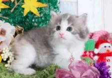 ノルウェージャンフォレストキャット【愛知県・女の子・2025年10月23日・ブルーパッチドタビー&ホワイト】の写真5