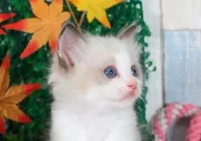 ラグドール【愛知県・男の子・2025年10月2日・シールポイントバイカラー】の写真5