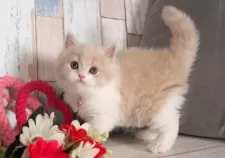 ブリティッシュロングヘア【愛知県・男の子・2025年5月2日・クリームタビー&ホワイト】の写真6