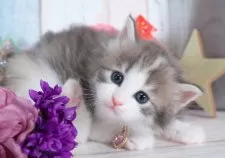 ノルウェージャンフォレストキャット【愛知県・女の子・2025年10月23日・ブルーパッチドタビー&ホワイト】の写真6