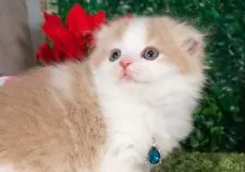 スコティッシュフォールド(折れ耳)【愛知県・男の子・2025年11月2日・クリーム&ホワイト】の写真6