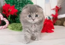 スコティッシュフォールド(折れ耳)【愛知県・女の子・2025年11月2日・ブルーパッチドタビー】の写真6