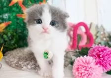 スコティッシュフォールド(折れ耳)【愛知県・男の子・2025年10月4日・ブルー&ホワイト】の写真6