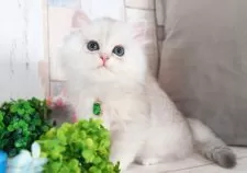 ミヌエット(長足)【愛知県・男の子・2025年7月9日・シェーデッドシルバー】の写真6