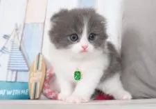 スコティッシュフォールド(折れ耳)【愛知県・男の子・2025年7月2日・ブルー&ホワイト】の写真7