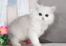 ミヌエット(長足)【愛知県・男の子・2025年7月9日・シェーデッドシルバー】の写真7