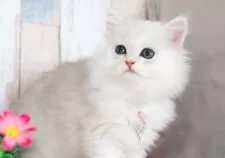 ミヌエット(長足)【愛知県・男の子・2025年7月9日・シェーデッドシルバー】の写真8