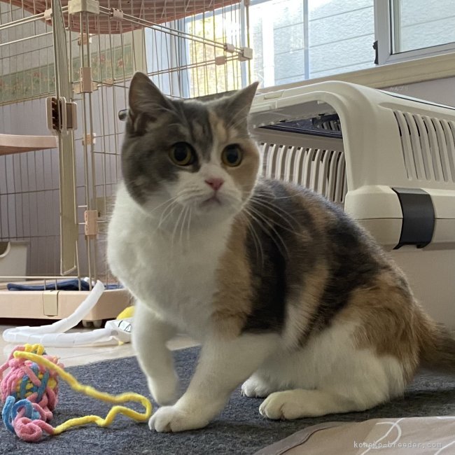 元録美香ブリーダーのブログ：オトナ猫さん、新しいおうちへ🏡