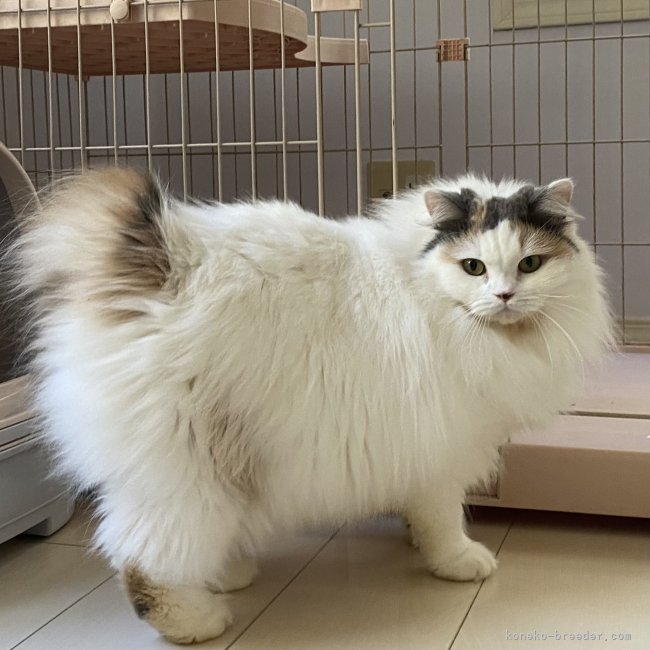 元録美香ブリーダーのブログ：続・オトナ猫さん、新しいおうちへ🏡