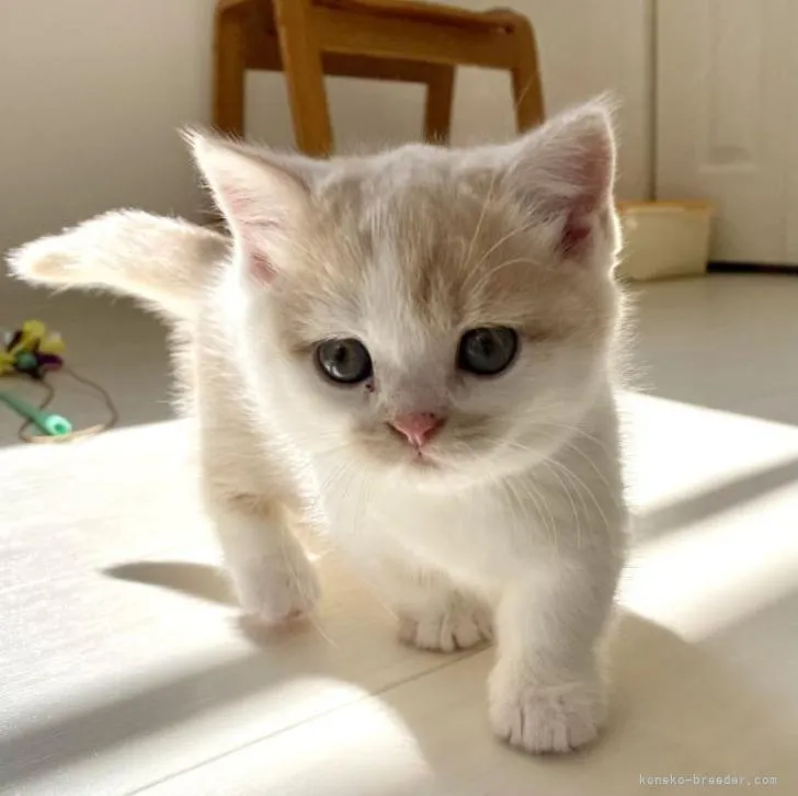 ID:2302-01328の子猫