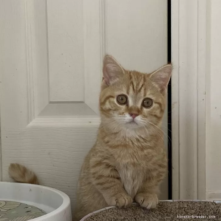 ID:2404-01222の子猫